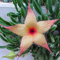 Sets 2 Rare Starfish Cactus Plant Live in 2" Pot, Small Cactus Succulent Well Rooted 4-8 Inch Tall, Ornamental Houseplant for Hanging Basket Trailing