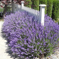 3 Plugs Lavender Plants Live Starter Plants 1-3" in Tall, Hardy Perennial Lavender for Garden and Landscape with Fragrant Purple Blooms, No Pot (Dark Blue)