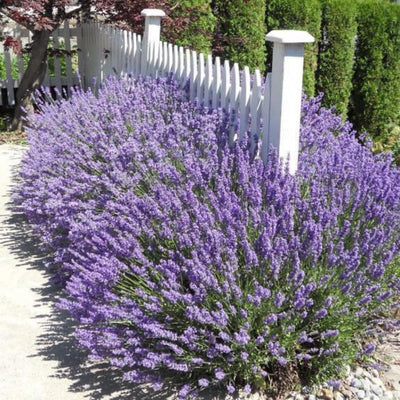 3 Plugs Lavender Plants Live Starter Plants 1-3" in Tall, Hardy Perennial Lavender for Garden and Landscape with Fragrant Purple Blooms, No Pot (Dark Blue)