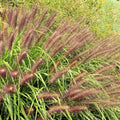 Red Grass Plant Live in 3.5 Inch Pot, Ornamental Grass Live Plant for Growing Your Garden