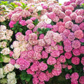 Hydrangea Live Plant in 2.5 Inc Pot, Hydrangea Tree Shrub Bush Perennial Outdoor Planting, Change Color Each Season (Purple to Pink to Blue)