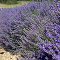 2 Provence Lavender Live Plants, Fragrant Lavender Flowering Herb Plants, 4-8" Tall, Well Rooted for Gardens, Containers and Landscaping