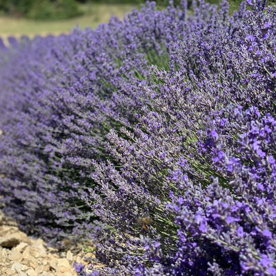 2 Provence Lavender Live Plants, Fragrant Lavender Flowering Herb Plants, 4-8" Tall, Well Rooted for Gardens, Containers and Landscaping