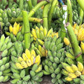Sets 2 Banana Trees Live Plants in 2.5" Pot, Winter Hardy, Fruit Banana Plants Live for Planting, Dwarf Cavendish Variety