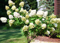White Oakleaf Hydrangea Bush Plant Tree Live Shrub in Pot, Starter Plant 4 to 9 Inches, Hydrangea Tree, Dormant, Change Color Blooms