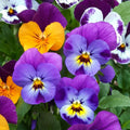 Pack of 2 Pots Pansies Live Plant, Pansy Flower Plant, Vibrant Blooms Pansies Plants for Outdoor Garden