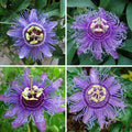 2 Abundant Bloom Deepr Curly Purple Passion Flower Plants Live, Passiflora Live Plant for Trailing, Climbing Trellis Outdoor, 5-9" in Tall, Perennial, Fragrant