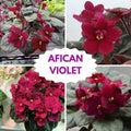 African Violet Live Plant in 4 Inch Pot, Flowering Houseplant, Easy Care Indoor Plant with Vibrant Blooms (Red African Violet)