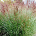 Ornamental Grasses Live Plants Perennial, Maiden Grass Live Plant Perennial, Live Miscanthus Grass Plant in 4" Pot