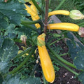Yellow Summer Squash Live Plant in 4 Inch Pot, 4-6" Tall Zucchini