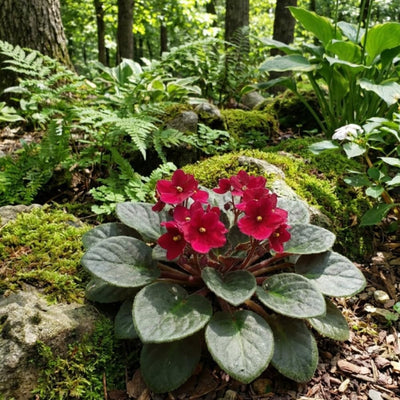 Red African Violet Plant Live, Red Violet Flower, 3-5 Inches Tall