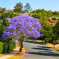Jacaranda Tree Plant Live, Purple Jacaranda Mimosifolia Tree 6-9 Inches Potted, Ornamental Tree for Outdoor Garden