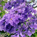 Jacaranda Tree Plant Live, Purple Jacaranda Mimosifolia Tree 6-9 Inches Potted, Ornamental Tree for Outdoor Garden