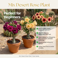 Desert Rose Live Plant, Adenium Desert Rose 4-8'' Tall, Hardy Flowering Succulent for Indoor Outdoor Gardens (Random Color Flowers)