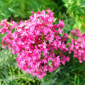 Set 3 Milkweed Plants Live, Pink Milkweed Flower Live Plant for Outdoor Indoor Gardening, Well Rooted, 4''