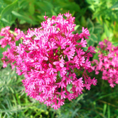 Set 3 Milkweed Plants Live, Pink Milkweed Flower Live Plant for Outdoor Indoor Gardening, Well Rooted, 4''