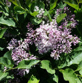 Miss Kim Lilac Bushes Live Plant Syringa for Planting Outdoors, Syringa Fragrant Flower Plant About 5 to 7 Inch Dormant