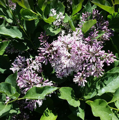 Miss Kim Lilac Bushes Live Plant Syringa for Planting Outdoors, Syringa Fragrant Flower Plant About 5 to 7 Inch Dormant