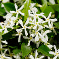 Live Star Jasmine Plant, White Star Jasmine Plant, Perennial White Flower Live Vine Starter Plants, 4 to 6 Inch Fragrant Flower Plants Indoor Outdoor Garden