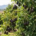 HASS Avocado Tree Live Plant, Avocado Plant, Cold Hardy, 6-12 Inc Tall
