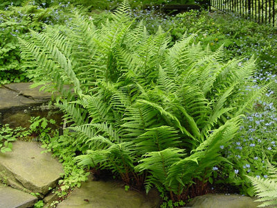 10 Lady Fern Bare Roots, 3 to 5 Inc Tall, Live Fern Plants Outdoors Ground Cover Plant Indoors