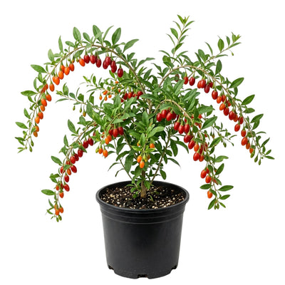 Red Goji Berry Plant Live, Red Berry Fruit Tree, 2-3 Ft Tall
