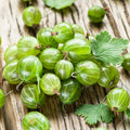 Sweet Gooseberry Plant, 5-7" Live Gooseberry Starter Plant in Soil, No Pot - Edible Berry Fruit Shrub, Cold Hardy Outdoor Garden Plant