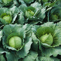 Cabbage Plant Live Pot, Live Cabbage Vegetable Plant Pot 4 Inc