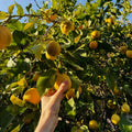 Live Yellow Lemon Tree, 3-5" Tall, Well Rooted for Planting