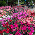 Random Color Dianthus Live Plant, Dianthus Carnation Perennial Plant Live, Very Fragrant Mixed Colors, Size 3-6 Inc in Pot