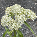 2 Milkweed Live Plants 4–7 Inches Tall, Milkweed Flowering Plants for Garden Beds, Borders or Landscape (White Milkweed)
