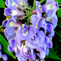 Purple Wisteria Tree Vine Plant Live 6 to 15 Inch Tall, for Planting Outdoors, Wisteria Tree Live Plant