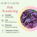 Pink Wandering Jew Plant, Live Pink Wandering Jew Vine, Fully Rooted Rare Indoor Plant, 3 Inc Pot