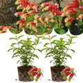 Set 2 Red Shrimp Live Plants, Justica Brandegeana Plant, 4-7 Inches Tall, Ready for Garden Planting