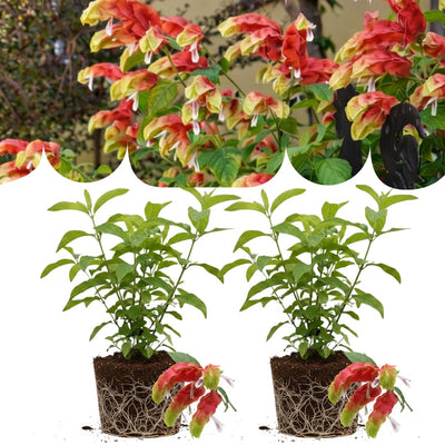 Set 2 Red Shrimp Live Plants, Justica Brandegeana Plant, 4-7 Inches Tall, Ready for Garden Planting