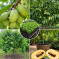 2 Pawpaw Trees Live Plants, Home Garden Fruit Tree, 4-6 Inch Tall