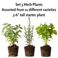 Set 3 Mix Herb Plants, 3-6" Tall Assorted Herb Starter Plants, Rosemary, Lemon Balm, Lavender, Mint and Other Varieties, Without Pot, Fragrant Herbs Plant for Garden