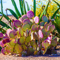 Purple Prickly Pear Plant, Prickly Pear Cactus Live Plant, 3-5 Inch, Outdoor Growing