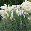 4 White Pampas Grass Plants Live for Planting, 2.5" Pot, Potted Pampas Grass Live Plants Shrub Indoors Outdoors