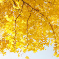 Ginkgo Live Tree, Ornamental Tree, 3-6 Inches Tall
