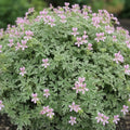 Geranium Plants Live, Variegated Geranium Live Plants from 4 to 6 Inches Tall, Bright Flowers Bush for Outdoor Garden
