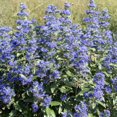 Live Blue Bluebeard Plant Shrub Bush Flower Plant, Caryopteris Plant in 4 Inc Pot
