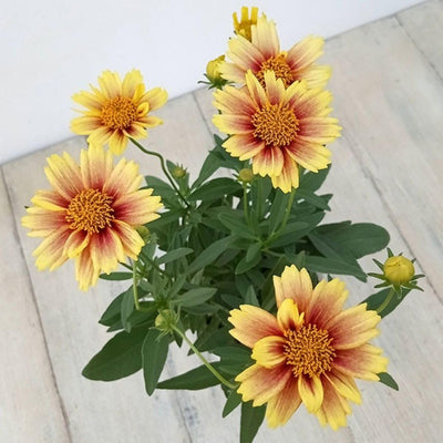 Sunset Coreopsis Plant Live, 3-5 Inch Tall, Hardy Yellow Tickseed Flower Plant for Outdoor Gardens, No Pot