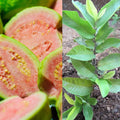 8 Months Old Pink Guava Trees Live Plants for Growing, 6-12 Inch in Tall, Fragrant and Cold Hardy Guava Seedlings Well Rooted, Outdoor Planting