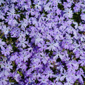 2 Live Creeping Phlox Plants Flower Starter Plant Groundcover, Blue Phlox Starter Plant, 3 to 6 Inches Tall