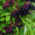 Elderberry Plant Live Tree for Planting, Elderberry Bushes Live Plant, 5 to 7 Inches Long