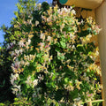 Honeysuckle Plant Live for Planting, Lonicera Honeysuckle Vine, Very Hardy, in 2.5 Inc Pot, Fragrant Yellow Bloom