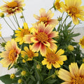 Sunset Coreopsis Plant Live, 3-5 Inch Tall, Hardy Yellow Tickseed Flower Plant for Outdoor Gardens, No Pot