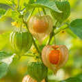 Cape Gooseberry Plant in 4" Pot, Well Rooted Golden Berry Fruit Plant 7-10 Inches, Outdoor Growing