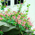 Honeysuckle Plant Live for Planting, Lonicera Honeysuckle Vine, Very Hardy, in 2.5 Inc Pot, Fragrant Pink Yellow Bloom